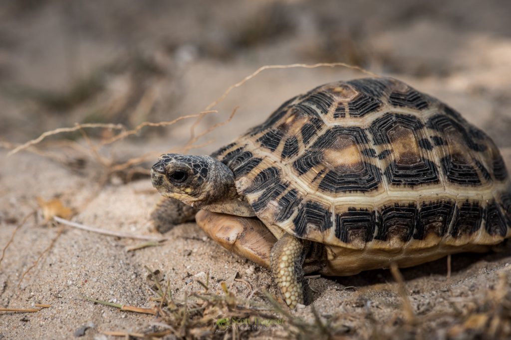 Spider Tortoise. (Photo by Scott Trageser)