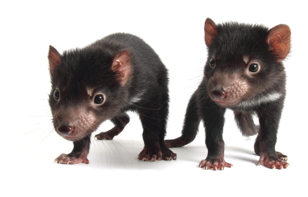 Tasmanian Devil joeys provide the future hope for the species. (Photo courtesy of Devil Ark)