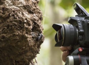 Natural history photographer Clay Bolt makes the first ever photos of a living Wallace’s giant bee at its nest, which is found in active termite in the North Moluccas, Indonesia.