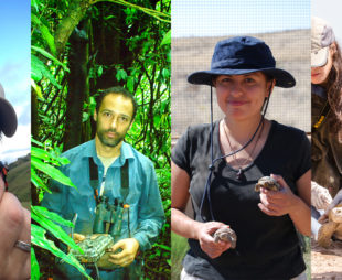 2018 Sabin Conservation Prizes Recognize Vital Work in Amphibian, Turtle and Primate Conservation