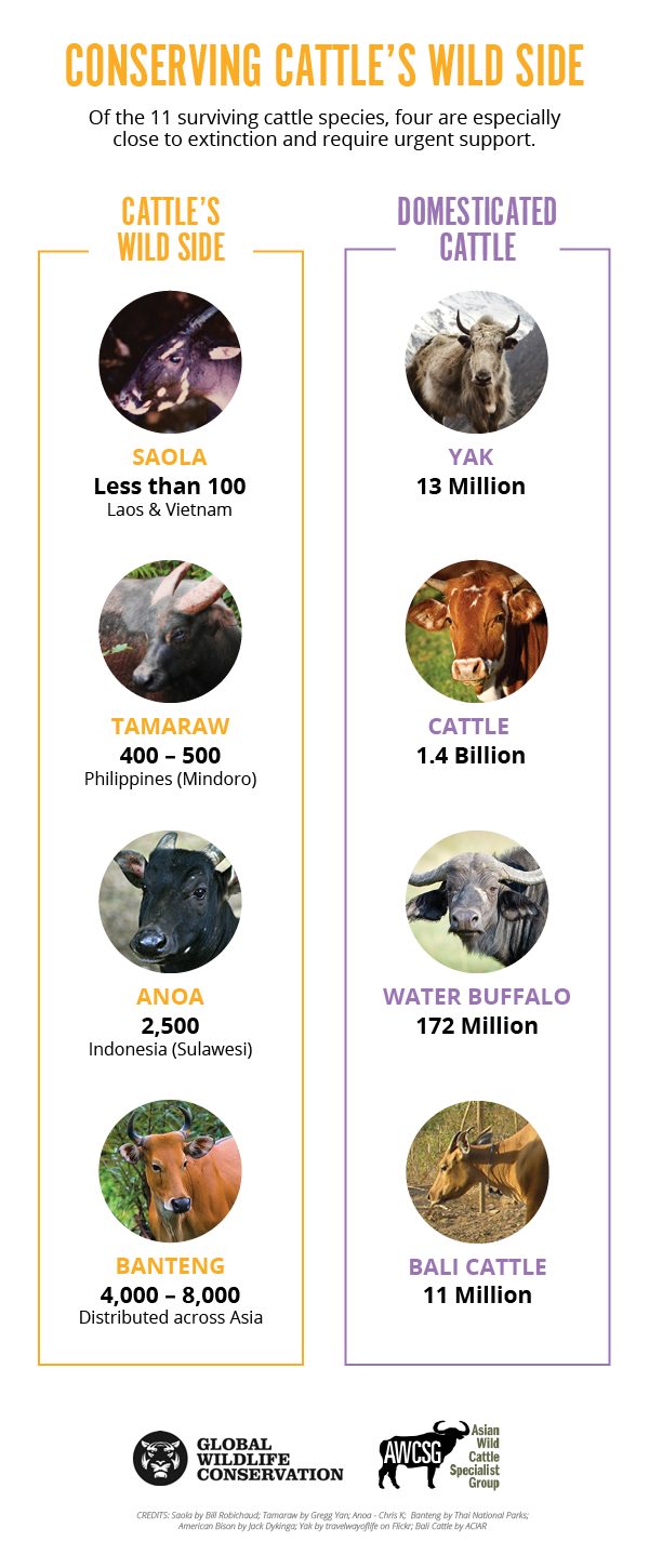 Conserving Cattle's Wild Side diagram