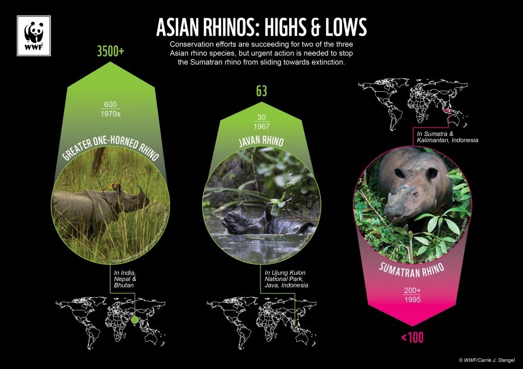 Carrie developed this data visualization during her time at WWF for World Rhino Day, highlighting the three Asian rhino species.