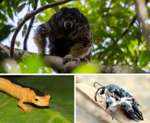 Lost Species Rediscoveries