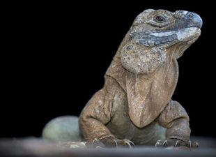 Jamaican Iguana