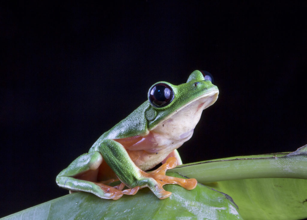 Blac-eyed leaf frog