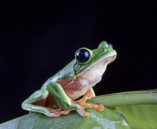 Blac-eyed leaf frog