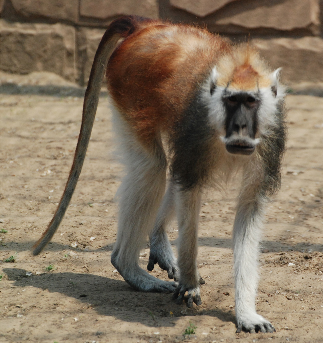 Moustached Monkey