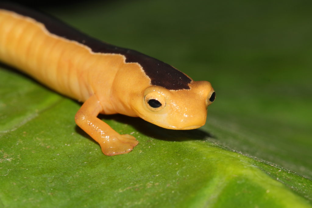 Jackson's Climbing Salamander