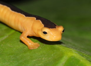 Jackson's Climbing Salamander