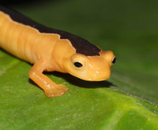 Jackson's Climbing Salamander