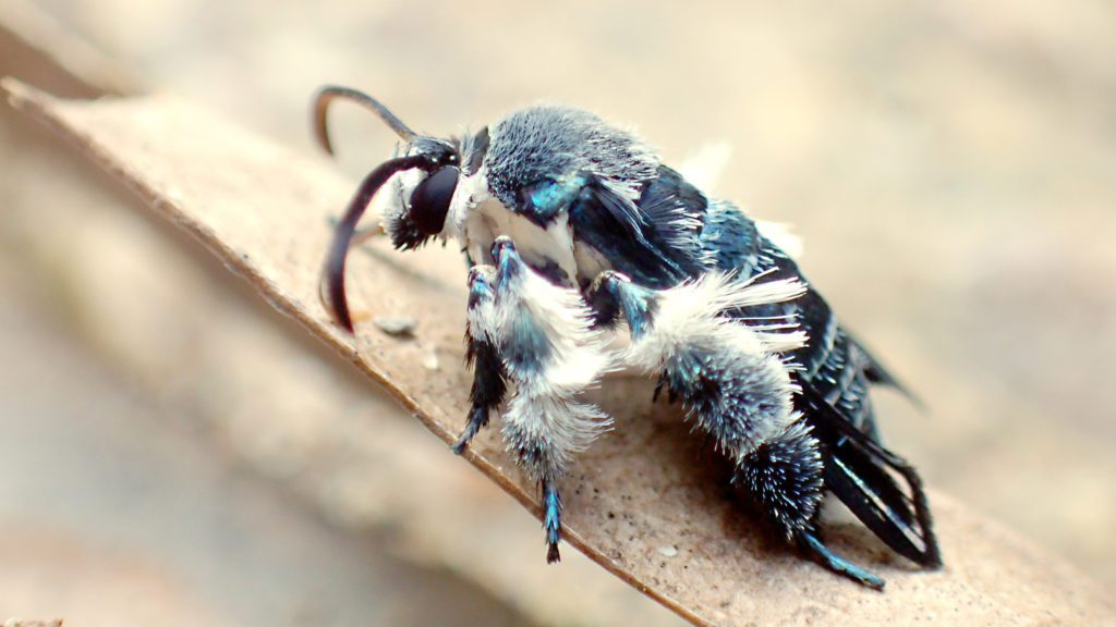 Oriental Blue Clearwing