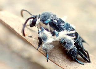 Oriental Blue Clearwing