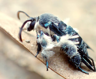 Oriental Blue Clearwing