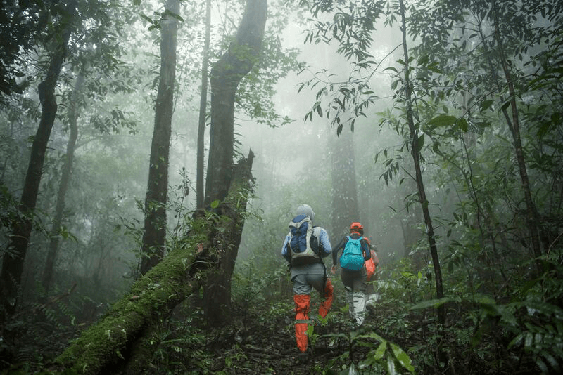 Biologists exploring a protected area of jungle