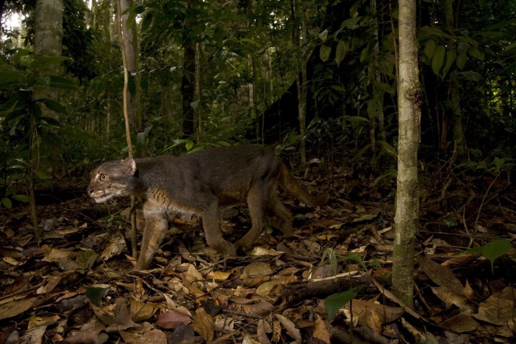 Bay Cat, Malaysia