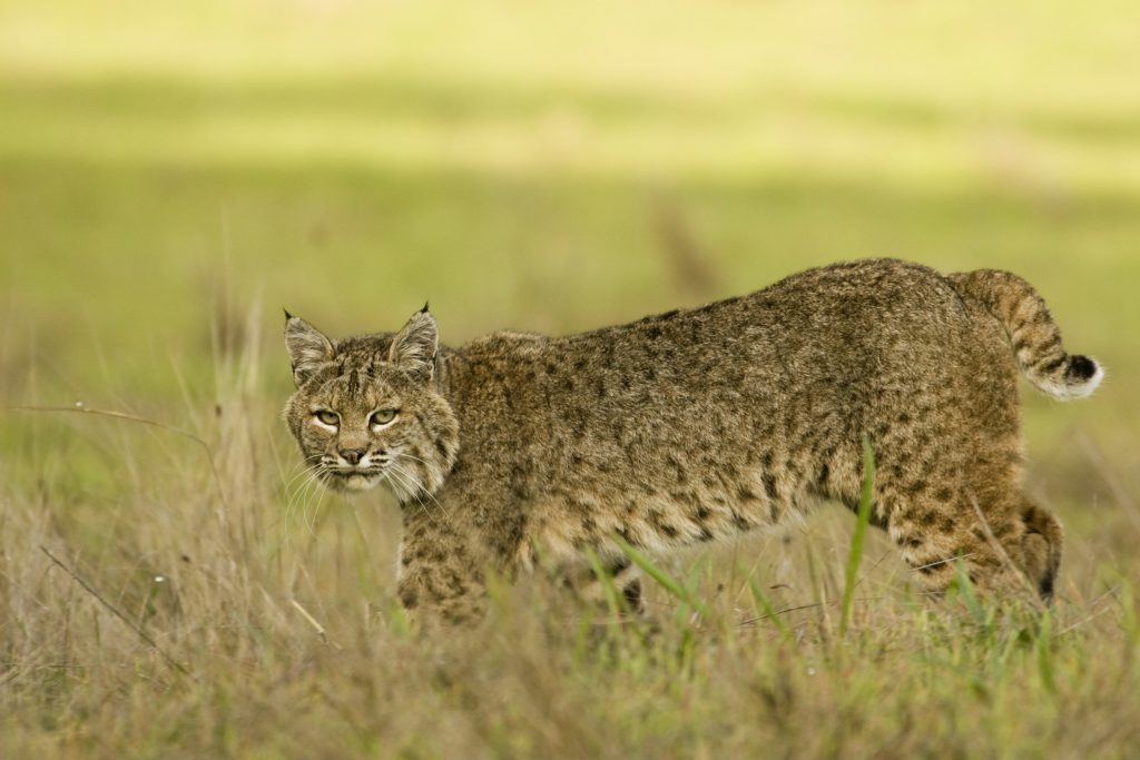 Bobcat