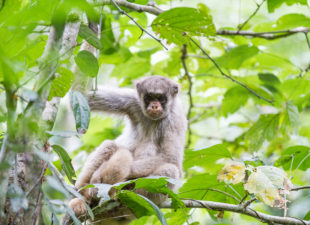 Northern muriqui monkey