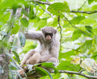 Northern muriqui monkey