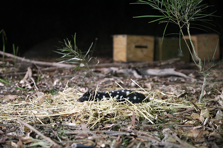 Eastern Quoll