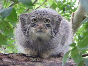 Manul cat