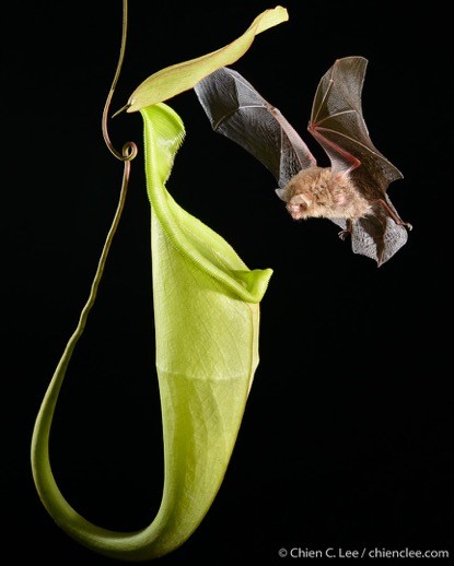 Pitcher Plant with Bat