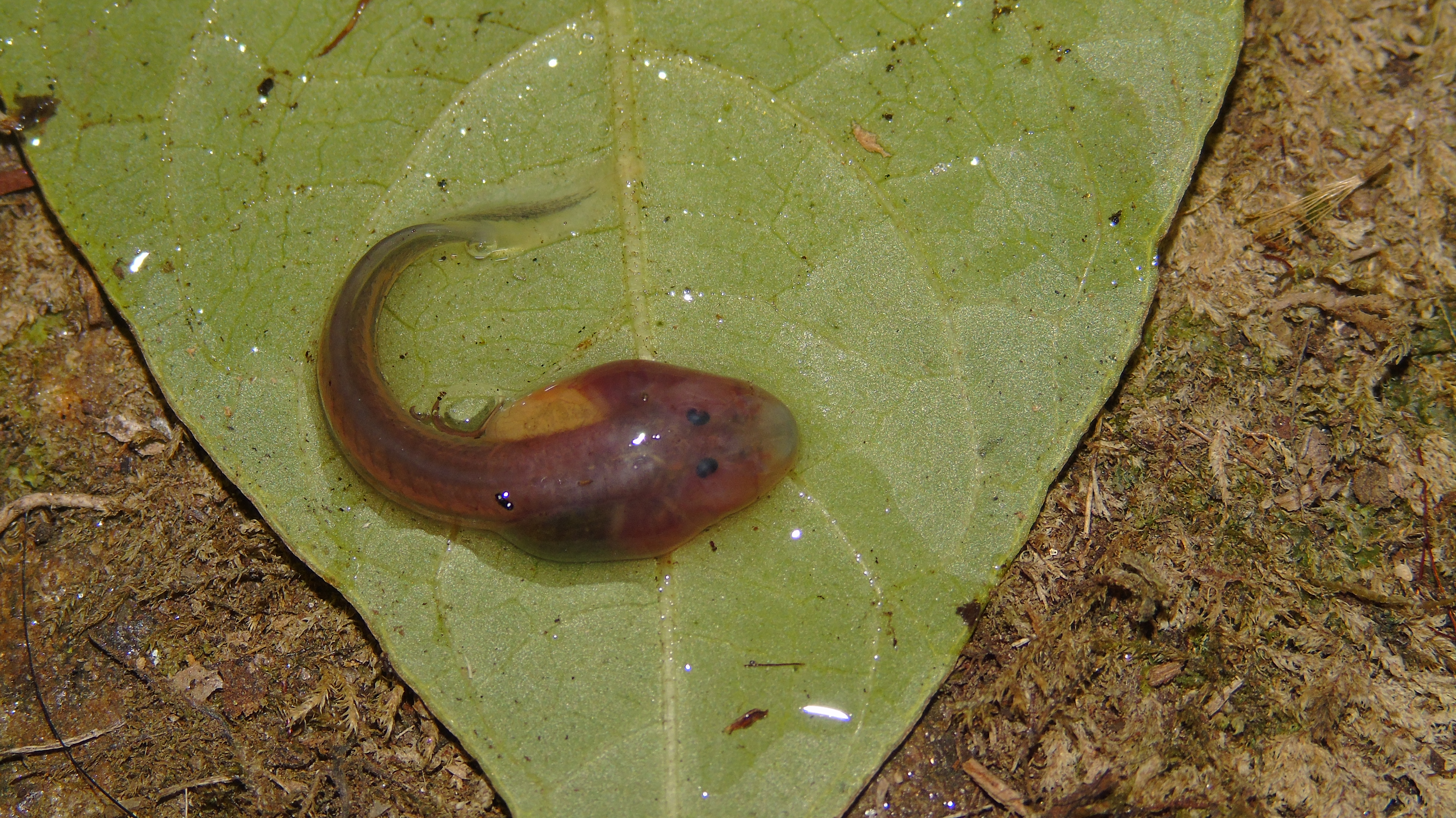 DSC00298 Glass frog tadpoles often appear blood red because their blood flows close to the surface of their skin to help them survive oxygen-poor environments. Photo by: Fundación Atelopus.