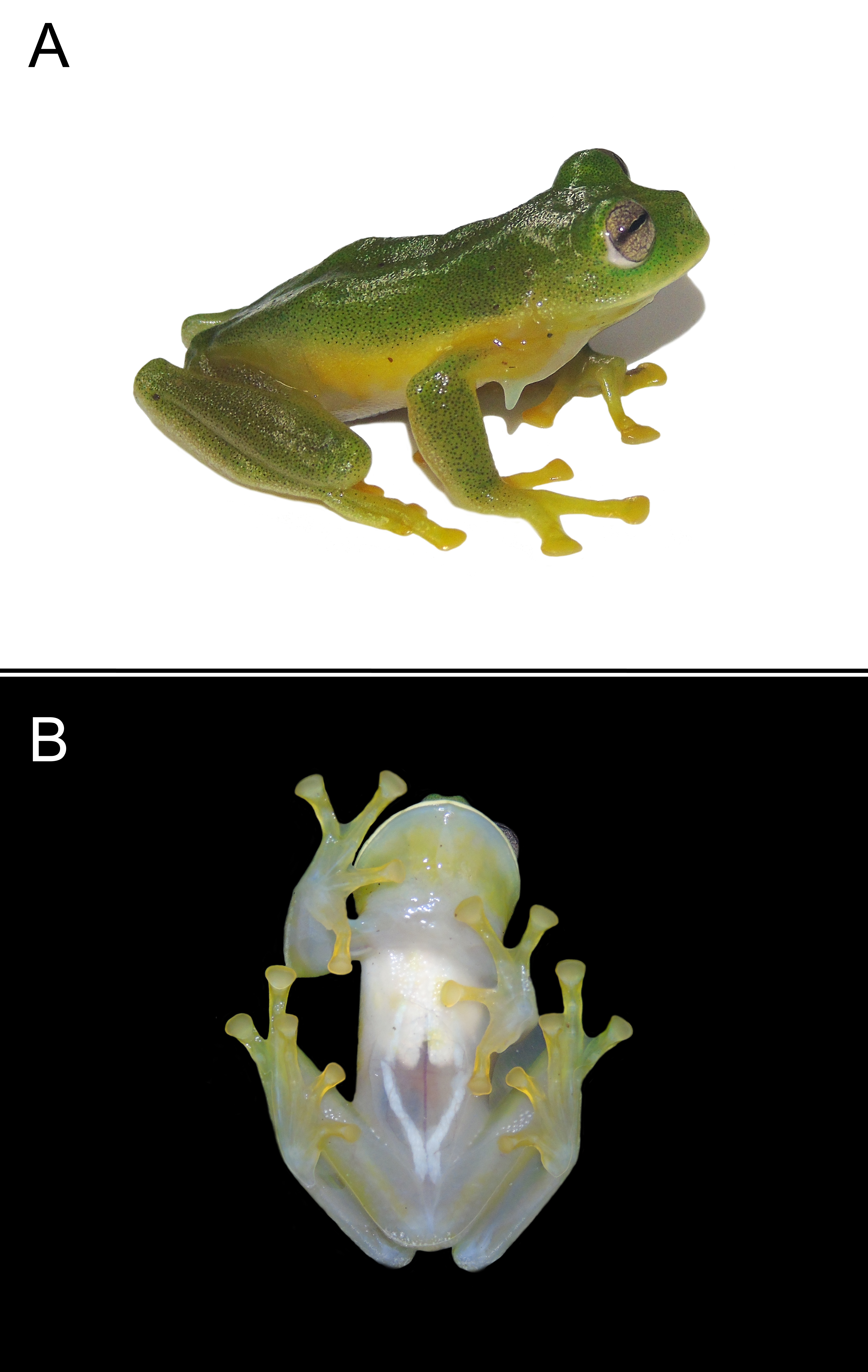 Figure 1 La rana gigante de cristal de la Guajira, asi como otras ranas de cristal, tienen piel transparente, por eso su nombre. Pero a diferencia de las demas ranas de cristal, esta especie y su gemela la rana gigante de cristal de Magdalena tienen huesos blancos en vez de verdes. Foto por PLOS ONE.