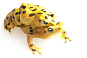 Harlequin Toad