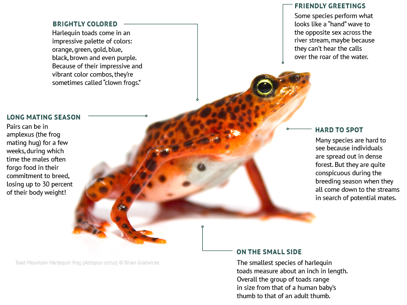 Harlequin Toad Fun Facts
