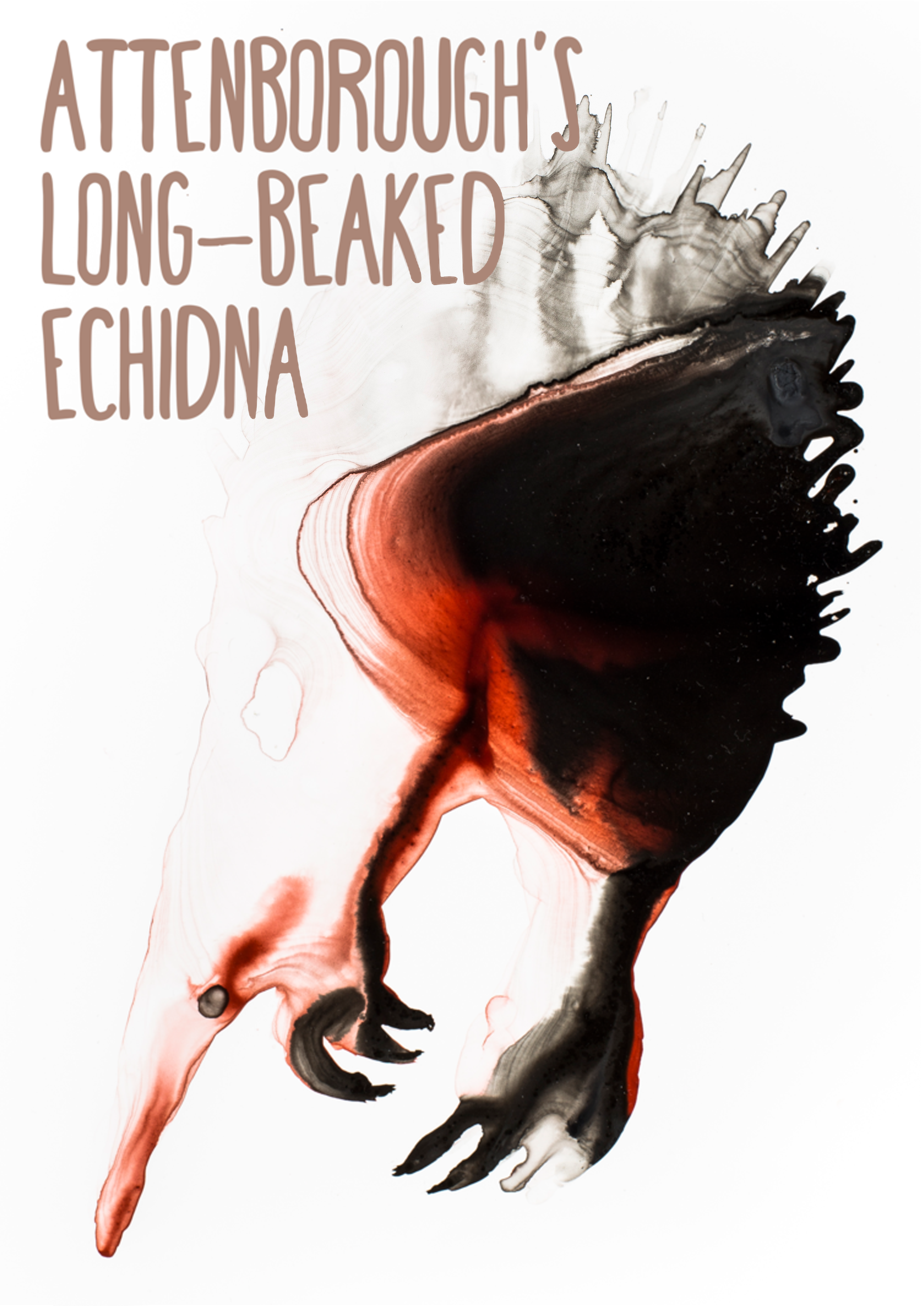 Attenborough's Long-beaked Echidnea lost species artwork