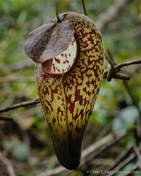Carnivorous Plant