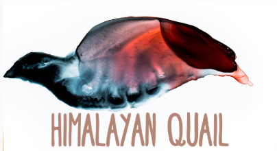 Himalayan Quail watercolor
