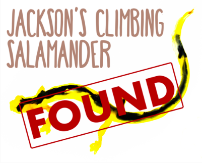 Illustration of Jackson's Climbing Salamander