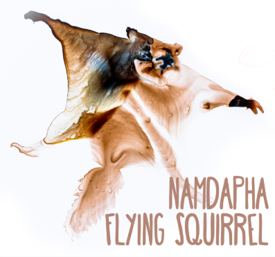 Namdapha Flying Squirrel illustration