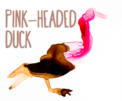 Pink-headed Duck watercolor