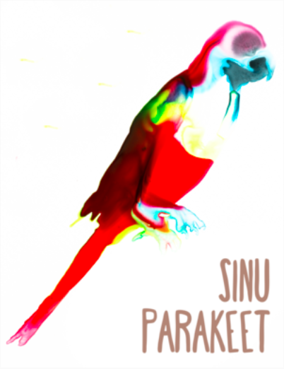Lost species Sinu Parakeet