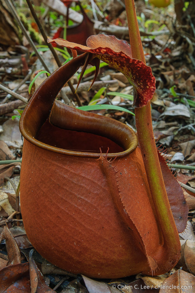 Fanged Plant