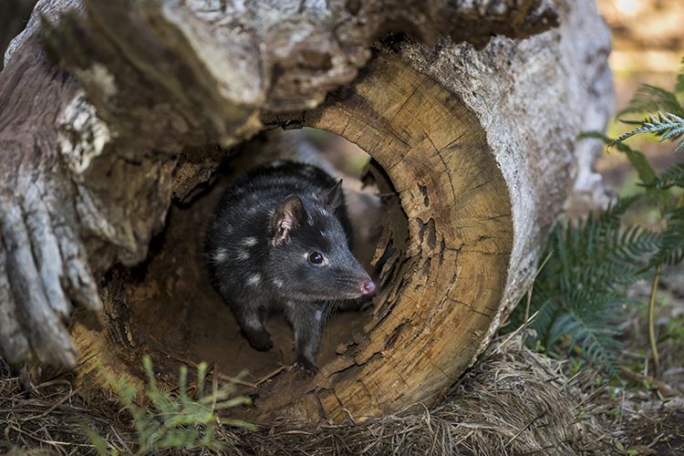 Eastern Quoll