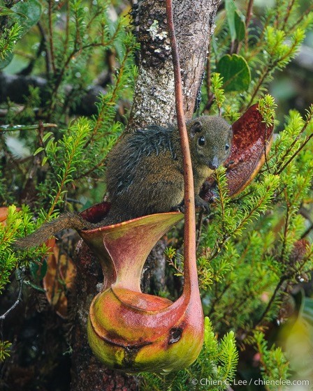 Shrew using pitcher plant as a toilet