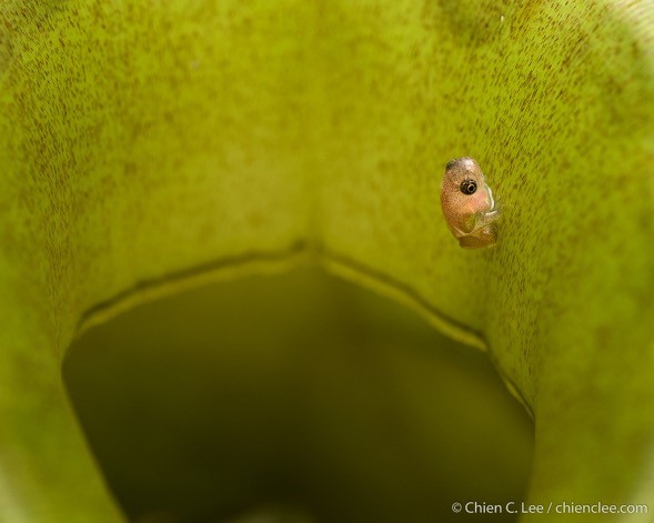 Tadpole in Pitcher Plant