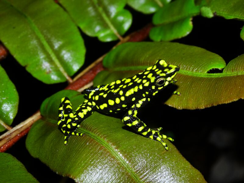 Harlequin Toad in Colombia