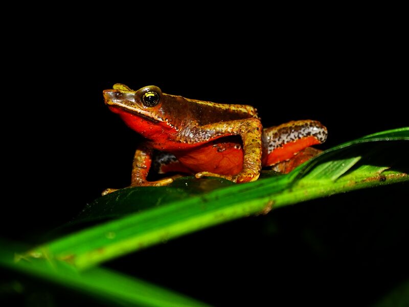 Web Size-DSC00888 Harlequin Toad in Colombia