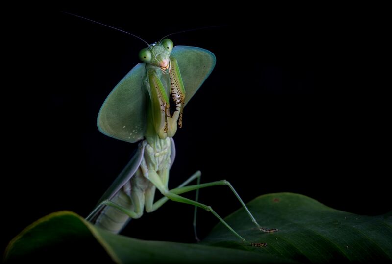 Praying Mantis