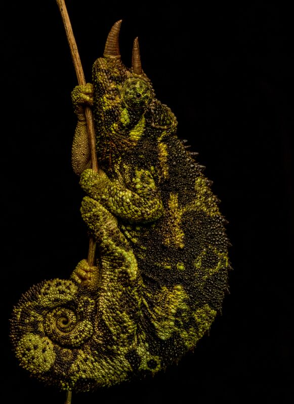 Chameleon