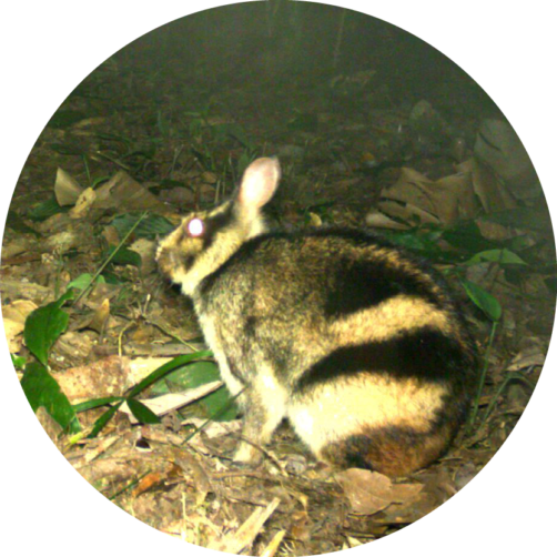 Wild Wonders of Laos and Vietnam - Global Wildlife Conservation