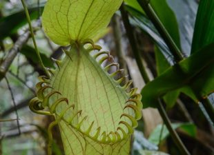 Pitcher Plant with pointy "teeth"