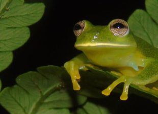 Glass Frog