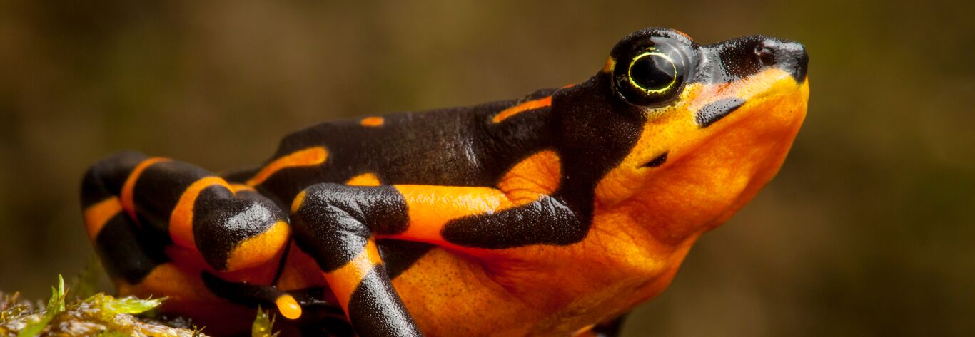 Variable Harlequin Toad