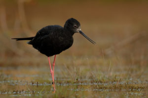 Kakī, Black Stilt