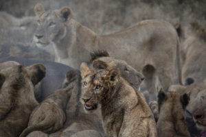 Pride of lions